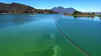 Foto udara menunjukkan mekarnya cyanobacteria atau disebut ganggang biru-hijau di Clear Lake di Redbud Park, California (26/9/2021). Penduduk dan pengunjung Clear Lake, danau air tawar terbesar kedua di California, didesak untuk berhati-hati saat mengunjungi danau. (Justin Sullivan/Getty Images/AFP)