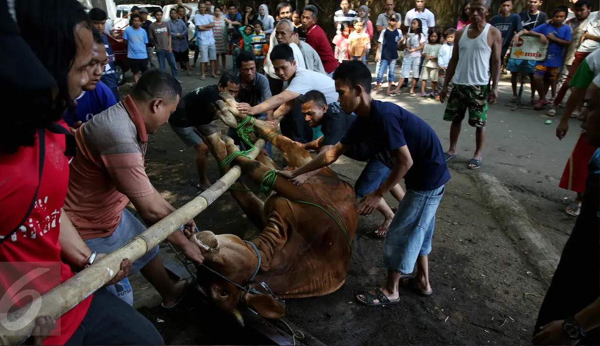 Sejumlah panitia bersiap menyembelih hewan kurban berupa sapi di kawasan Musholla Al-Insani, Jakarta Selatan, Senin (12/9). Hari Raya Idul Adha 1437 H yang dirayakan umat Islam itu ditandai dengan pemotongan hewan kurban. (Liputan6.com/Johan Tallo)