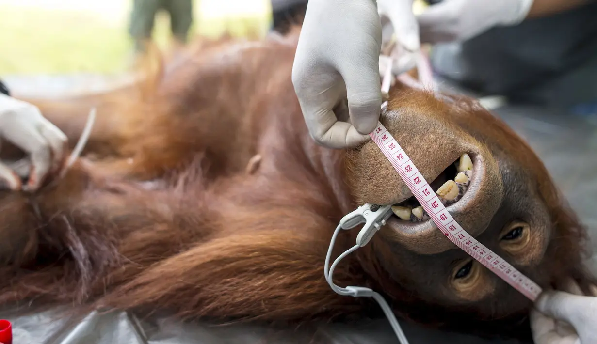 Seekor orang Utan saat diperiksa kesehatannya di pusat konservasi Kao Pratubchang, Thailand, Kamis (27/8/2015). Para Orang Utan ini akan dikembalikan ke Indonesia. (REUTERS/Athit Perawongmetha)