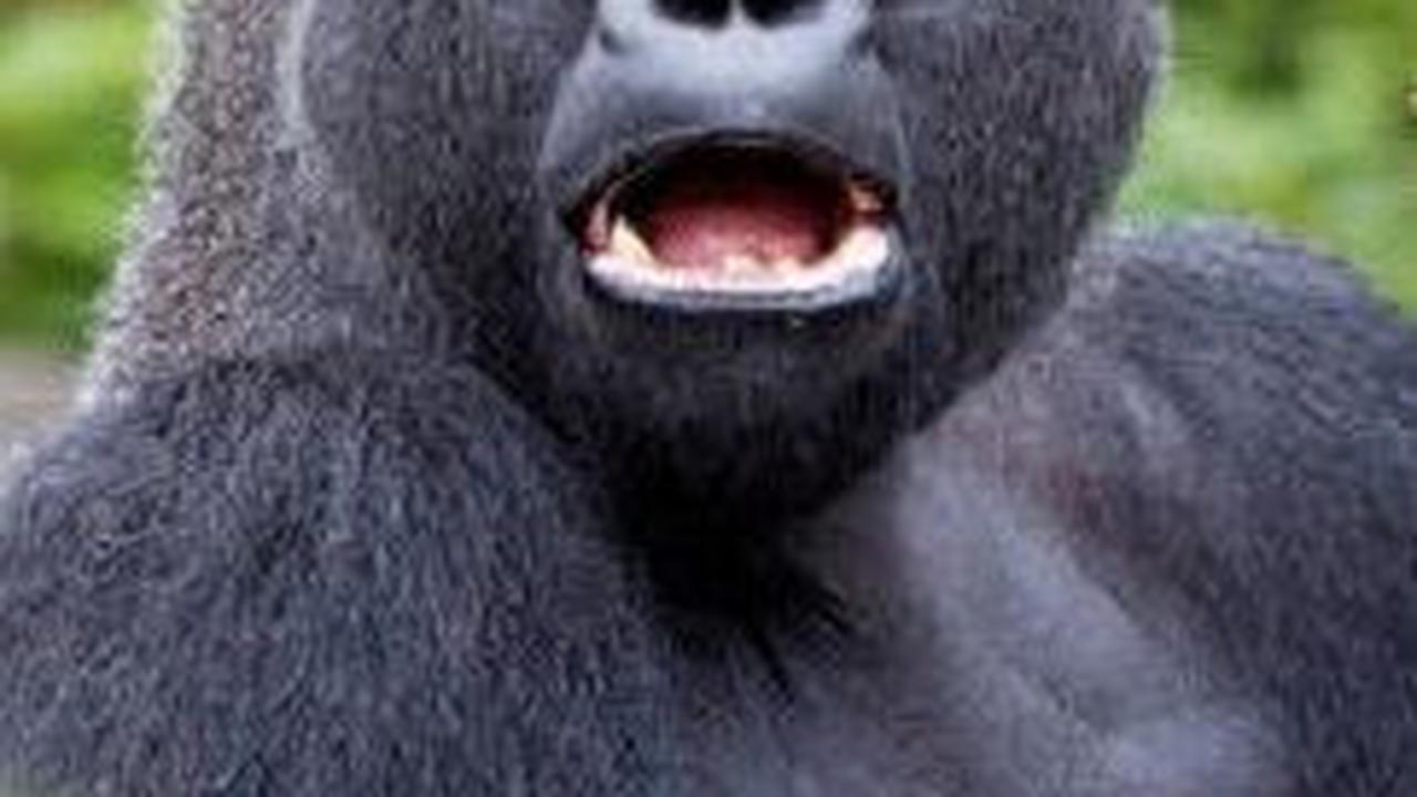 7. Gorila