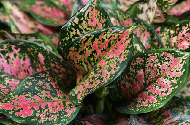 Chinese Evergreen (Aglaonema)