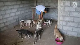 Relawan memberi makanan ke sejumlah anjing di Posko Bali Rumah Singgah Satwa, Padangbai, Bali, Senin (4/12).  Para relawan berharap agar masyarakat mau mengadopsi anjing-anjing tersebut. (Liputan6.com/Immanuel Antonius)