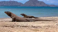 Ilustrasi komodo di Pulau Komodo. (Sumber foto: Pexels.com).