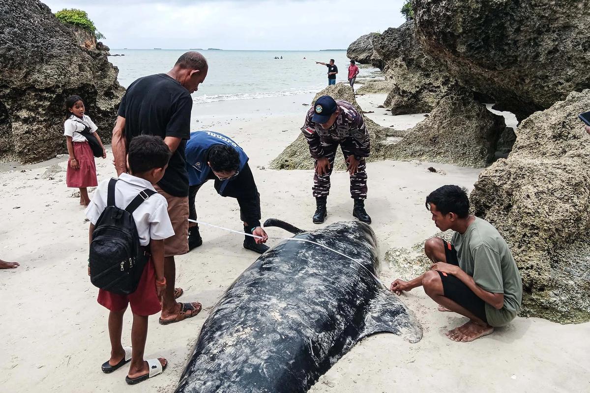 FOTO: Puluhan Paus Pilot Terdampar di Pantai Mbadokai NTT