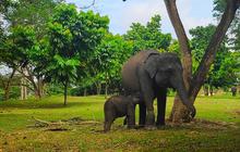 Pemerintah Terbitkan Inpres Penyelamatan Gajah Sumatera dan Kalimantan