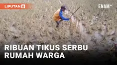 Butuh 2 Jam, Warga Karawang Buru Ribuan TIkus di Sawah