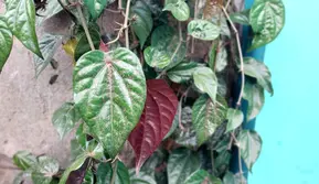 Bukan Cuma Tanaman Hias, Sirih Merah Berpotensi Jadi Bahan Pencerah Kulit