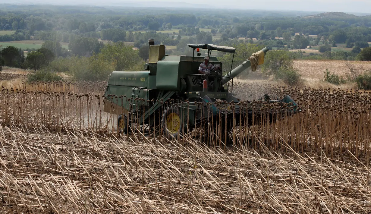 Petani memanen bunga matahari di sebuah ladang di Provinsi Edirne, Turki, 26 Agustus 2020. Sedat Kacar, petani Turki yang memiliki dua ladang, menyatakan kesedihannya karena hasil panen diperkirakan menurun akibat cuaca ekstrem saat perekonomian negarajuga terpukul oleh pandemi. (Xinhua/Osman Orsal)