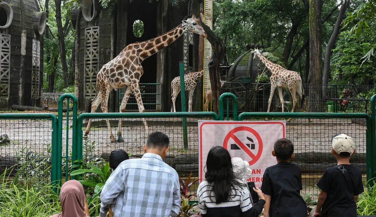Pengunjung menyaksikan satwa di Kebun Binatang Ragunan, Jakarta, Selasa (1/4/2025). (merdeka.com/Arie Basuki)