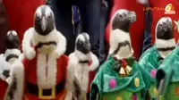 [VIDEO] Lihat! Parade 9 Penguin Lucu Berkostum Sinterklas