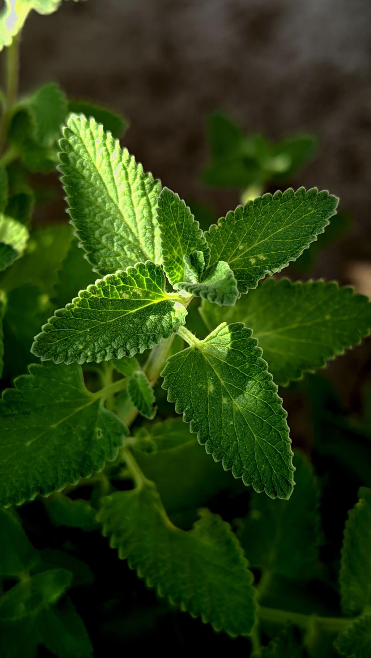 Tanaman Peppermint