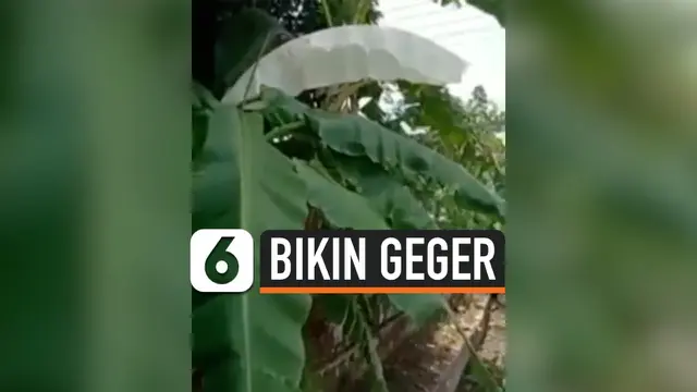 DAUN PISANG BERWARNA PUTIH BIKIN GEGER, DISEBUT MIRIP KAIN KAFAN