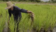 Petani. (Dok.