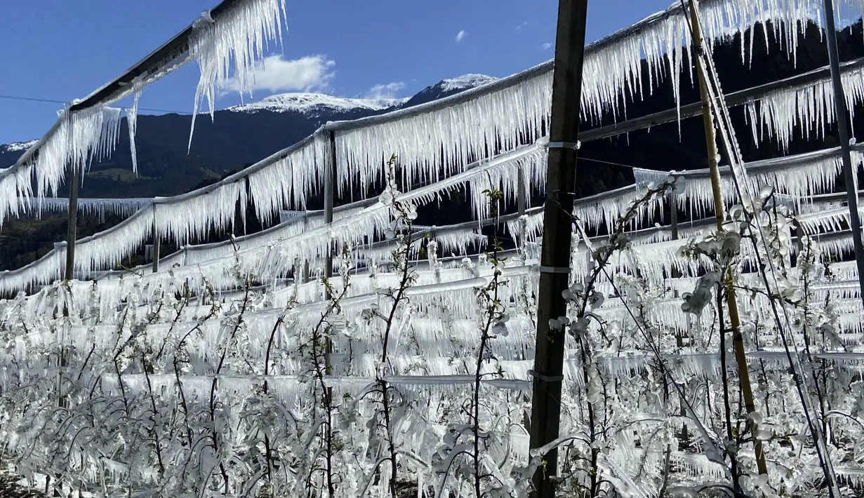 Pohon apel yang dibekukan secara artifisial ditutupi dengan lapisan es yang mencair di atas langit biru dekat Bressanone, di provinsi utara Italia di South Tyrol, Italia (8/4/2021).  (AP Photo/Matthias Schrader)