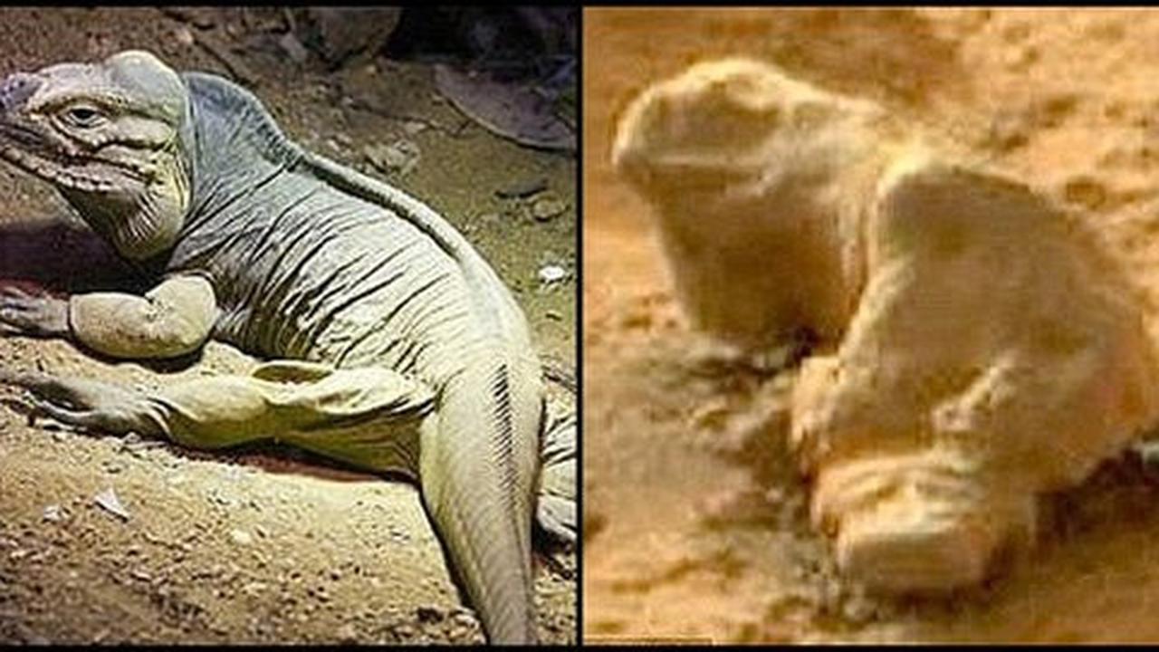 Fosil iguana