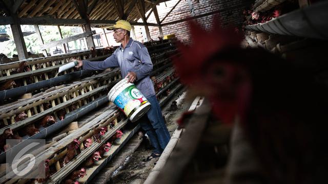 Peternak Ayam Diminta Tak Khawatir Kekurangan Pasokan Pakan