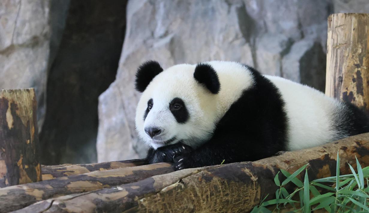 FOTO: Taman Margasatwa Shanghai Kampanyekan Pengumpulan ...