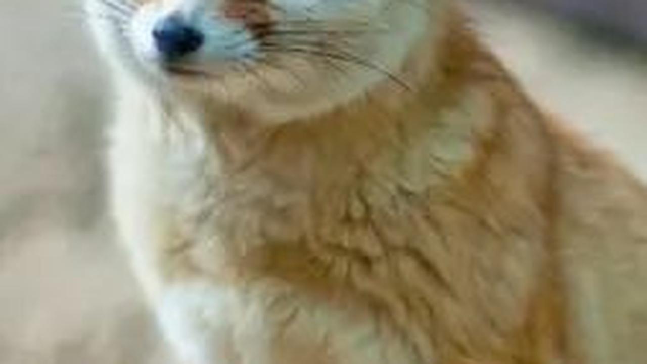 3. Rubah Fennec<br>