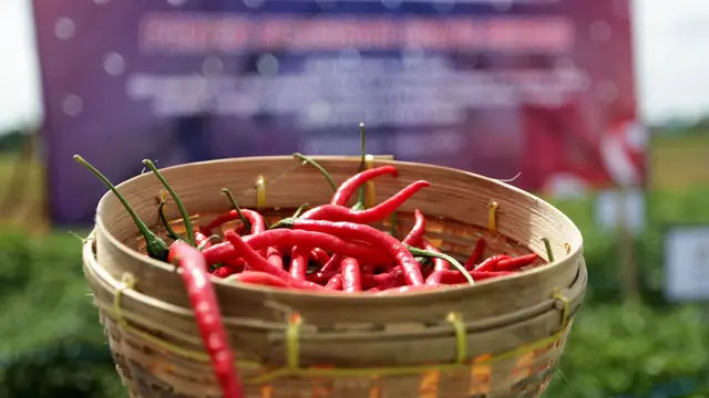 Cabai merah
