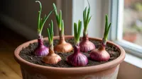 Cara Menanam Bawang Merah di Pot untuk Pemula, Praktis dan Panen Melimpah