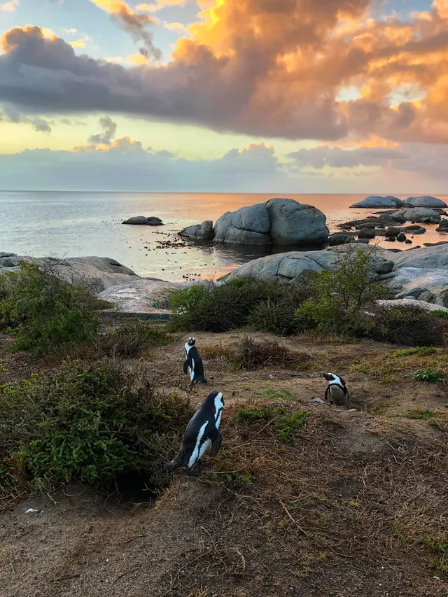 Ilustrasi Afrika Selatan. (dok. Austin Distel/Unsplash/Adhita Diansyavira)