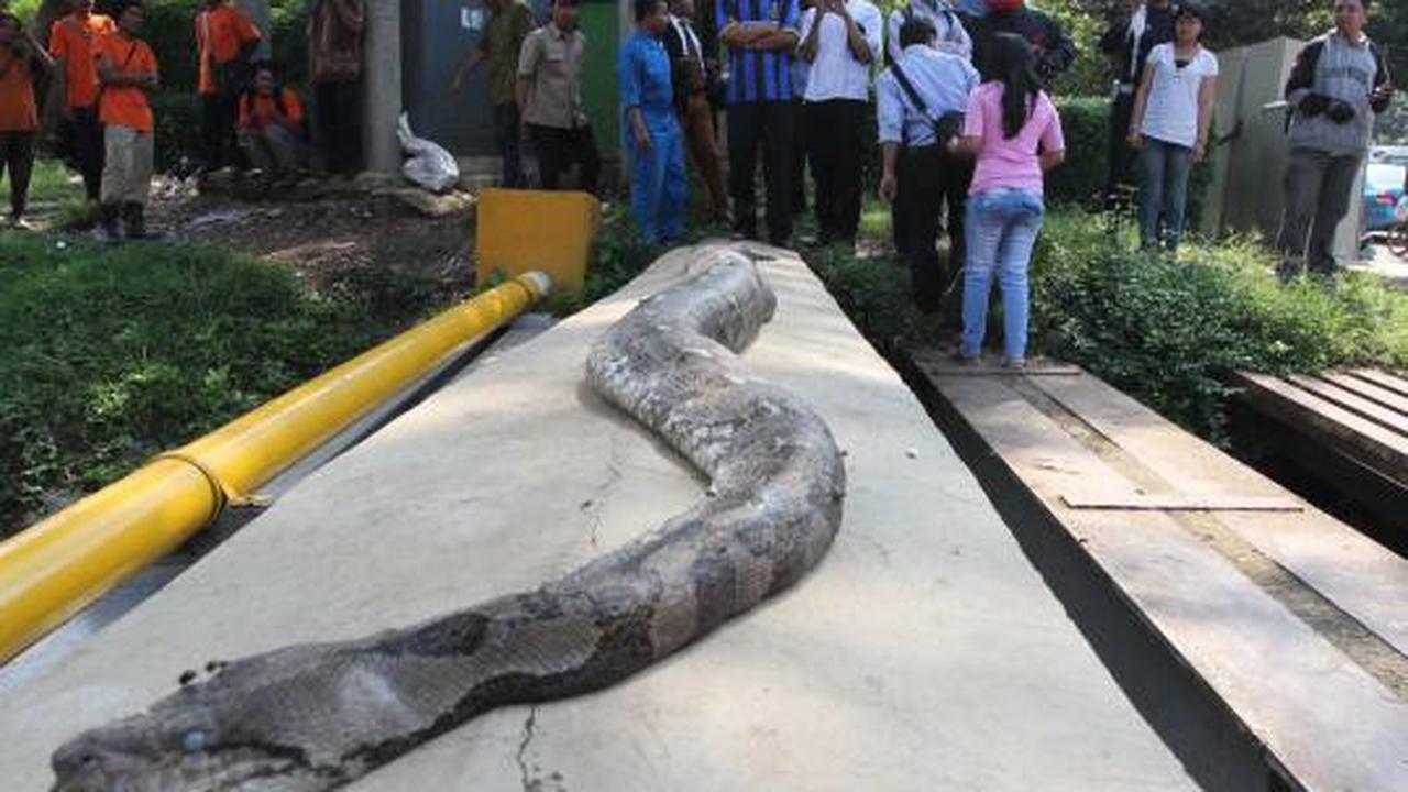 Ular sanca 6 meter ditemukan di Jalan Jenderal Sudirman