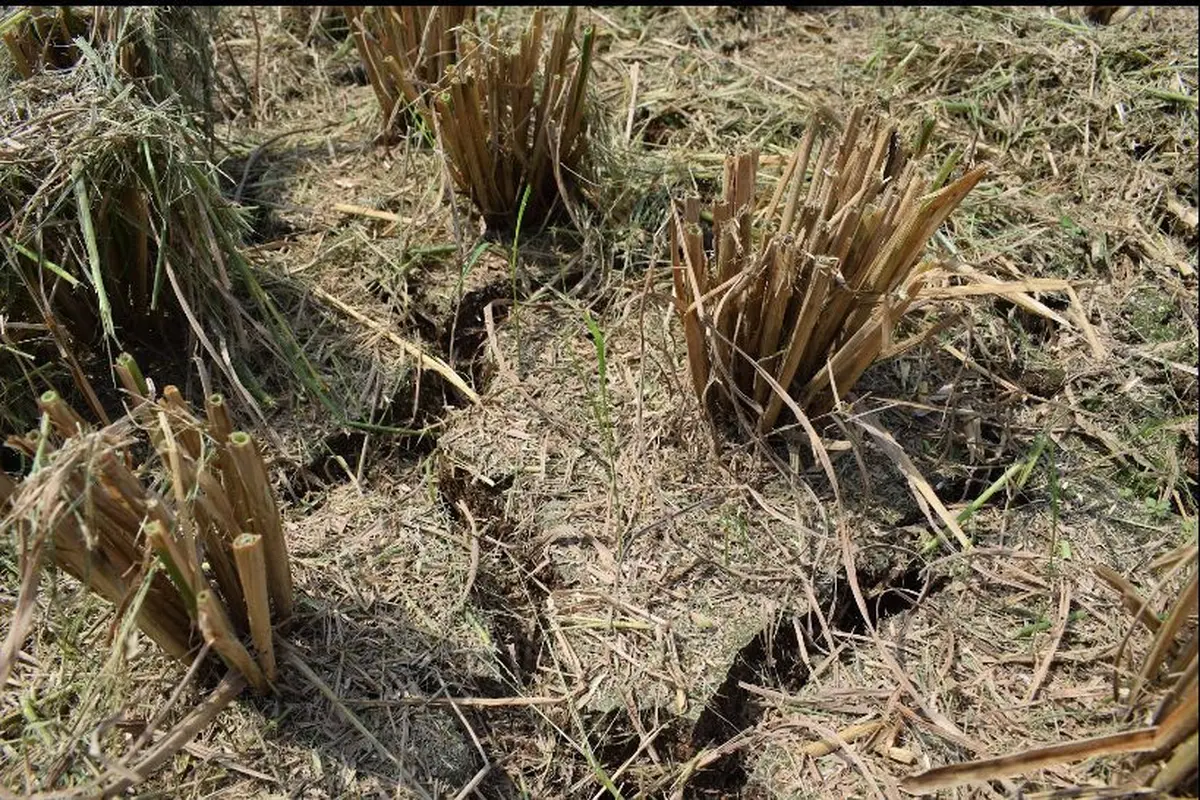 Antisipasi Fenomena El Nino, Kementan Gencar Sosialisasi AUTP ke Petani