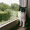 Kucing Bisa Alami Gangguan Ginjal, Kenali Gejalanya