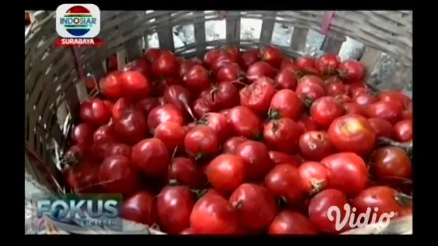 Akibat anjloknya harga tomat, petani di Magetan memilih membiarkannya membusuk di lahan. Sebab, biaya untuk memanen lebih besar daripada uang yang mereka dapatkan dari menjual hasil panenan.