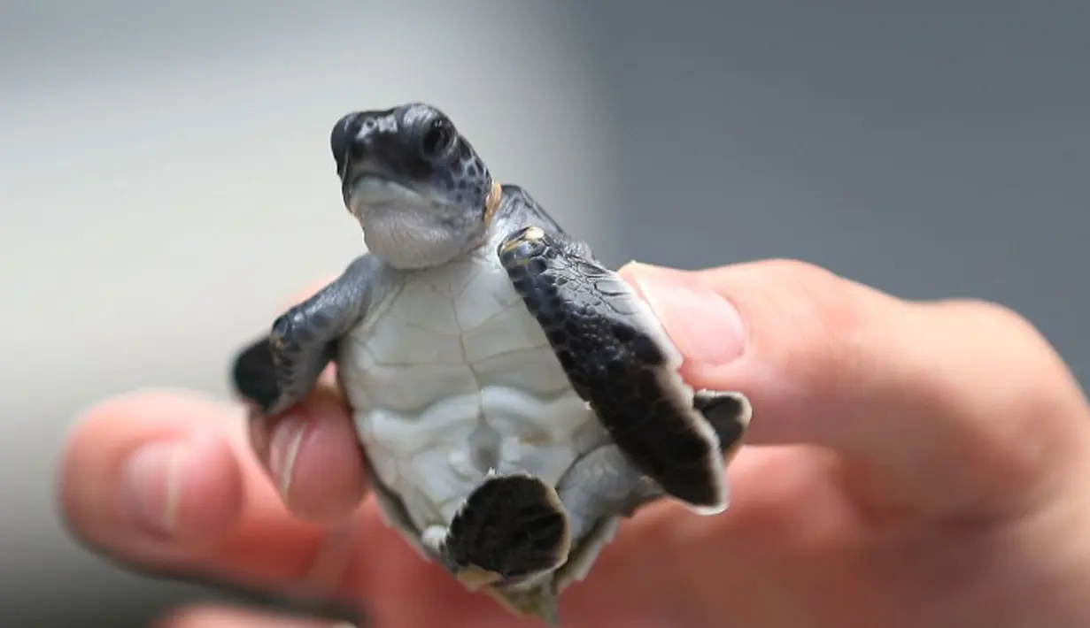 Seorang relawan memperlihatkan  seekor tukik (anak penyu) sebelum dilepas ke Samudera Atlantik di Boca Raton, Florida (27/7). Kegiatan ini untuk menjaga populasi kehidupan penyu-penyu laut tersebut. (Joe Raedle/Getty Images/AFP)