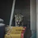 Video Macan Terkam Orang di Gunung Papandayan Ternyata Hoaks, Simak Faktanya
