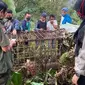 Seekor harimau masuk perangkap yang dipasang BKSDA Sumbar di Solok. Kondisi harimau itu sehat dan akan direhabilitasi di PRHS Dharmasraya. (Liputan6.com/ Dok. BKSDA Sumbar)