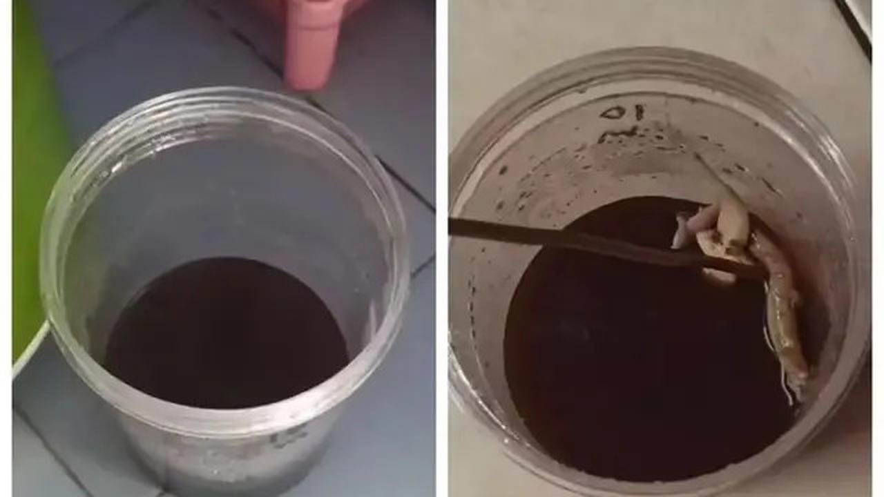 Cara Alami Mengusir Cicak dari Rumah dengan Mudah, Cuma Pakai Kopi dan Gula Saja