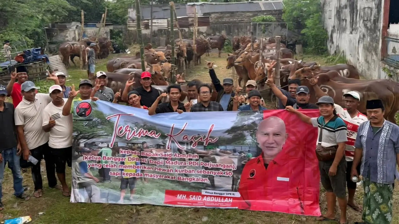 Idul Adha 2026, PDIP Jatim Bagikan 485 Sapi Kurban untuk Wong Cilik