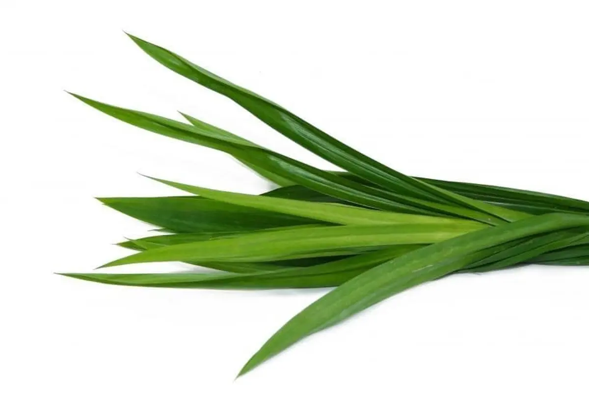 ilustrasi daun pandan merupakan tanaman herbal/pexels