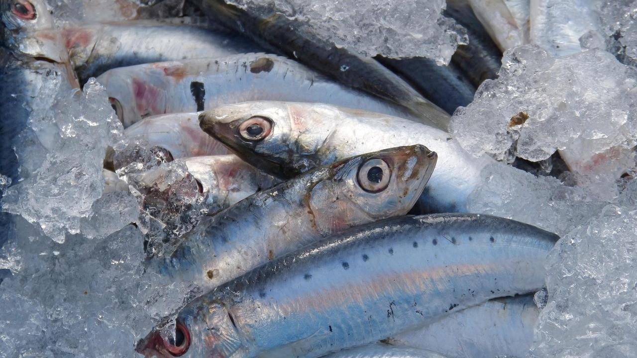 Ilustrasi Ikan Sarden Segar