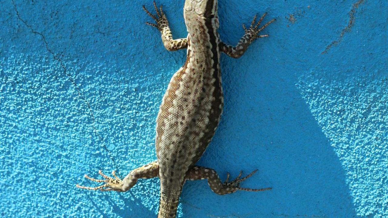 Mitos Kejatuhan Cicak di Pundak Kanan, Ini Penjelasannya