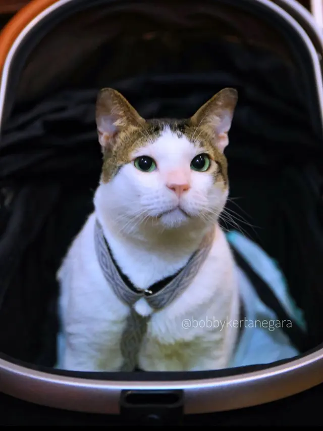 Foto Bobby Kertanegara (Instagram/@bobbykertanegara)