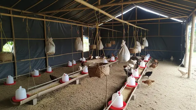 Cara Membuat Kandang Ayam Murah dari Terpal