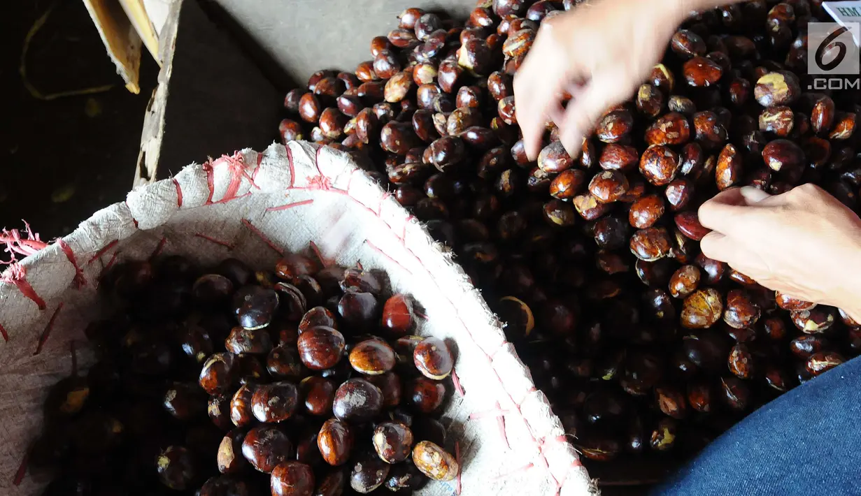 Pedagang memilah jengkol di pasar induk Kramat Jati, Jakarta, Jumat (26/4). Kementerian Perdagangan siap menjaga harga dan ketersediaan barang kebutuhan pokok menjelang Puasa dan Lebaran 2019. (Liputan6.com/Herman Zakharia)