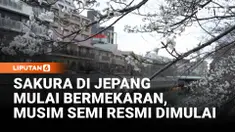 Pemerintah Jepang mengumumkan awal musim sakura di Tokyo setelah bunga mulai bermekaran. Mekarnya sakura tahun ini terjadi lebih cepat dari biasanya dan disambut antusias warga.