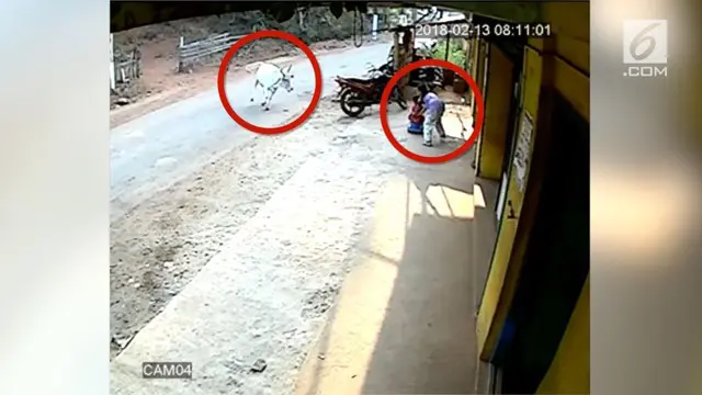VIDEO: Rekaman CCTV Bocah India Diserang Sapi Liar