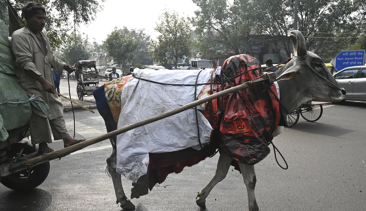 Seekor sapi ditutupi dengan selimut dan lembaran plastik untuk melindungi dari cuaca dingin di New Delhi, India, Selasa (5/1/2021). Hal tersebut untuk melindungi sapi agar tetap hangat selama bulan-bulan musim dingin. (Photo by Sajjad HUSSAIN / AFP)