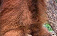 Kerabat Dekat Bigfoot Akhirnya Ditemukan, Dulu Ada di Asia Tenggara