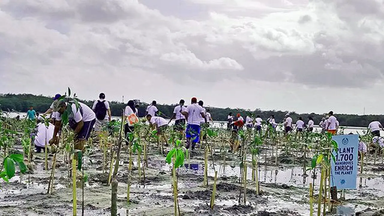 Tanam 1700 mangroves bareng The Body Shop Indonesia/Copyright Vemale.com