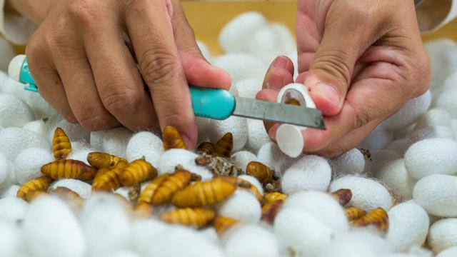 FOTO: Ilmuwan Taiwan Kembangkan Makanan Kucing dari Kepompong Ulat Sutra