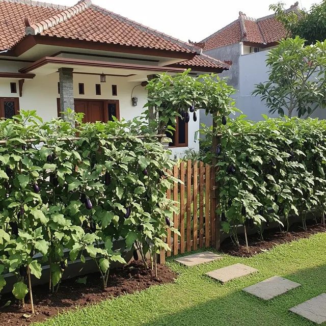 Terong jadi Pagar Hidup