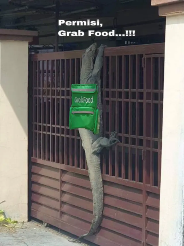 8 Meme Kocak Biawak Raksasa Memanjat Pagar Rumah