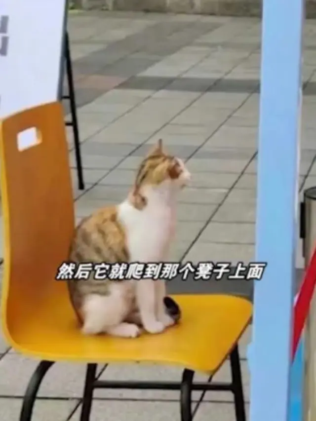 Gemas, Viral Kucing Tak Mau Pergi Sebelum Hidungnya Dites Swab