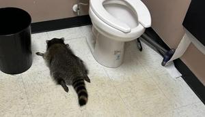 seekor rakun mengobrak-abrik toko miras. (Samantha Martin/Hanover County Protection/AP Photo/picture alliance)